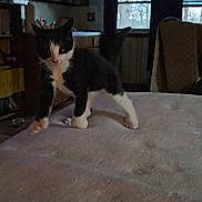 Monty joined the competition — help win amazing prizes! kitten, cat, black_and_white, indoor, furniture, window, curtains, led_lights, soft_surface, wooden_cabinets, room, pet, animal, curious, home, floor, chair, table, domestic, young