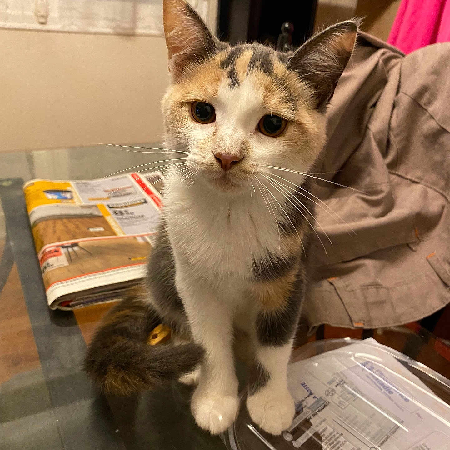 Ouisti a rejoint le concours — aidez-le/la à gagner de superbes lots ! abyssinian, animal, book, box, cardboard, carton, cat, document, furniture, hardwood, indoors, kitten, manx, pet, plywood, publication, receipt, table, text, wood