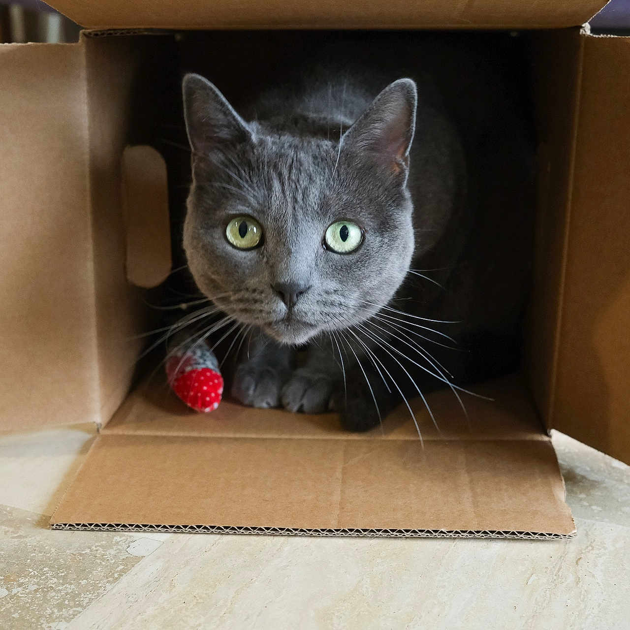Tchoupie a rejoint le concours — aidez-le/la à gagner de superbes lots ! animal, cardboard_box, cat, closeup, curious, cute, domestic_cat, feline, floor, gray_cat, green_eyes, household, indoor, looking, mammal, paws, pet, playful, toy_mouse, whiskers
