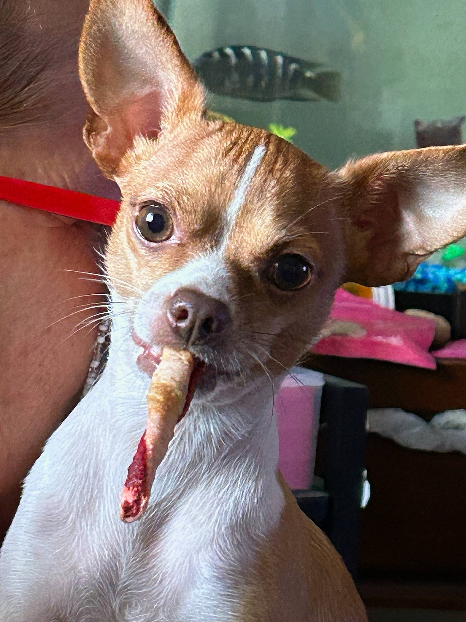 Ditto joined the competition — help win amazing prizes! canidae, carnivore, chihuahua, companion_dog, corgi_chihuahua, dog, dog_breed, ear, fawn, felidae, fur, holiday, pink, russkiy_toy, snout, sporting_group, terrestrial_animal, toy_dog, whiskers, working_animal