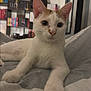 animal, bed, blanket, books, bookshelf, cat, cozy, cute, ears, furniture, home, indoor, looking, orange_spots, paws, pet, portrait, relaxed, whiskers, white_cat