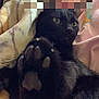 Levi is registered to the contest to win money with this photo: cat, black_cat, paw, blanket, cozy, close_up, indoor, pet, fur, cute, animal, relaxing, soft, comfort, resting, whiskers, eyes, claws, domestic_cat, nap