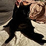Levi joined the competition — help win amazing prizes! black_cat, cat, pet, bed, blanket, person, glasses, couch, pillows, indoor, cozy, relaxed, furniture, home, animal, resting, soft_lighting, curtains, human, casual