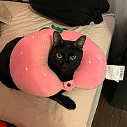 Levi is registered to the contest to win money with this photo: cat, black_cat, bed, pillow, neck_pillow, pink_pillow, indoor, pet, animal, feline, curious, resting, soft, cozy, cute, domestic_cat, looking, fur, whiskers, ears