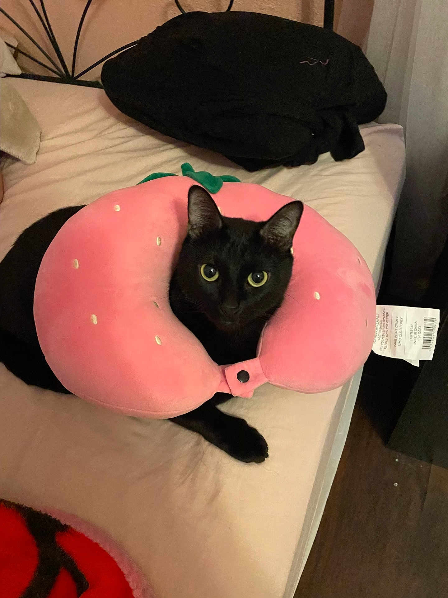 Levi is registered to the contest to win money with this photo: cat, black_cat, bed, pillow, neck_pillow, pink_pillow, indoor, pet, animal, feline, curious, resting, soft, cozy, cute, domestic_cat, looking, fur, whiskers, ears