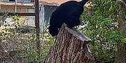 Levi is registered to the contest to win money with this photo: black_cat, tree_stump, outdoor, nature, fence, building, basketball_hoop, tree, leaves, sunlight, shadow, ground, rocks, wood, animal, pet, curious, perched, daytime, rustic