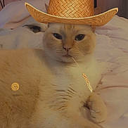 Dahlia joined the competition — help win amazing prizes! animal, bed, bedroom, cat, cowboy_hat, cozy, cute, domestic, feline, fur, hat, indoor, lying_down, pet, portrait, relaxed, resting, sheet, wheat_stalk, whiskers