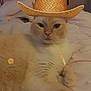 animal, bed, bedroom, cat, cowboy_hat, cozy, cute, domestic, feline, fur, hat, indoor, lying_down, pet, portrait, relaxed, resting, sheet, wheat_stalk, whiskers