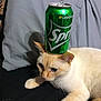 cat, sprite_can, balancing, orange_cat, cream_cat, indoor, pillow, black_surface, relaxed, pet, animal, feline, whiskers, ears, closeup, funny, still_life, domestic_cat, household, can