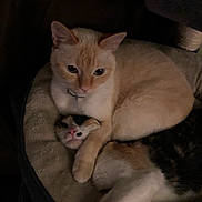 Dahlia joined the competition — help win amazing prizes! cat, cats, pet, animal, feline, bed, cozy, snuggle, cute, domestic_animal, fur, paw, resting, indoor, sleepy, two_animals, companion, comfort, friendship, calm
