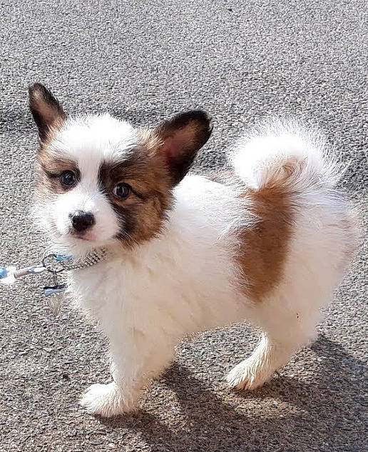 Pops participe au concours pour gagner de l'argent avec cette photo : ancient_dog_breeds, biting, canidae, carnivore, companion_dog, dog, dog_breed, dog_supply, fawn, fur, non_sporting_group, paw, snout, sporting_group, tail, terrestrial_animal, toy_dog, whiskers, working_animal