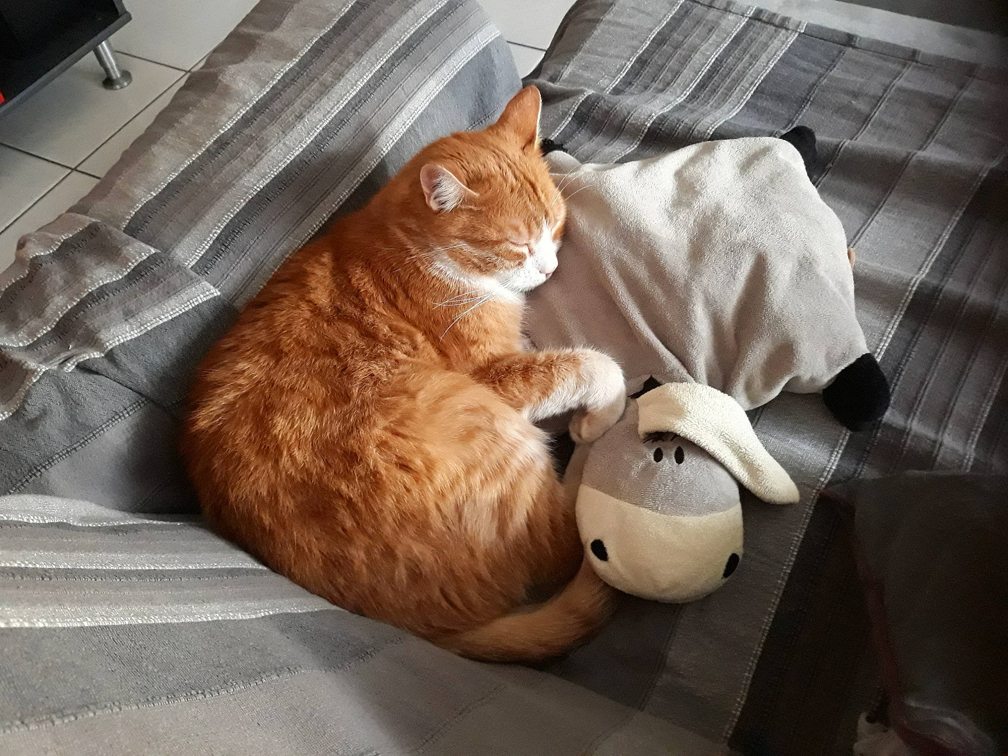 Horacio participe au concours pour gagner de l'argent avec cette photo : asian, carnivore, cat, domestic_short_haired_cat, european_shorthair, fawn, felidae, floor, fur, room, small_to_medium_sized_cats, snout, tabby_cat, tail, whiskers