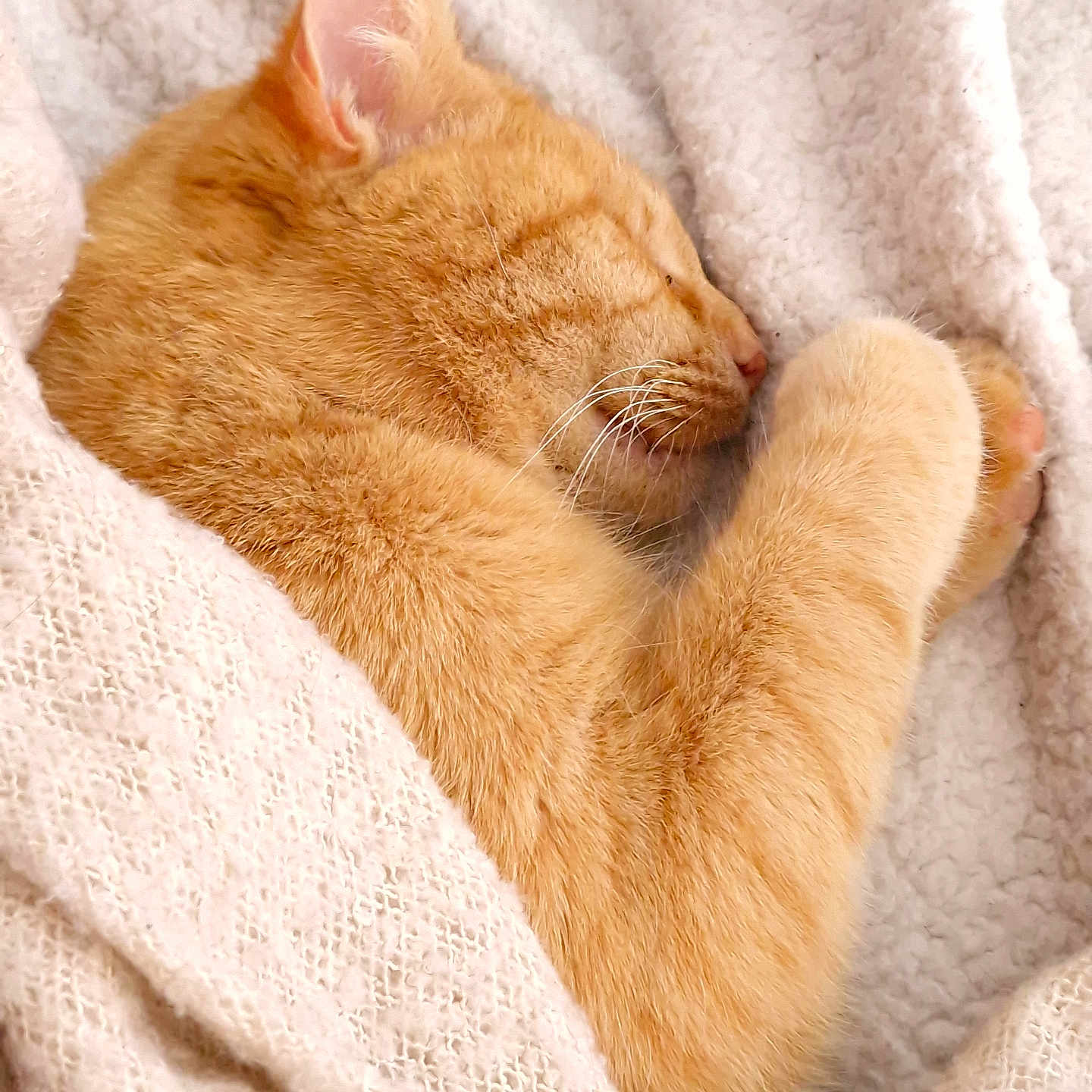 Happy participe au concours pour gagner de l'argent avec cette photo : blanket, cat, closeup, comfort, cozy, cute, domestic_animal, feline, fur, indoors, nap, orange_cat, paw, pet, relaxation, resting, sleeping, soft, warm, whiskers