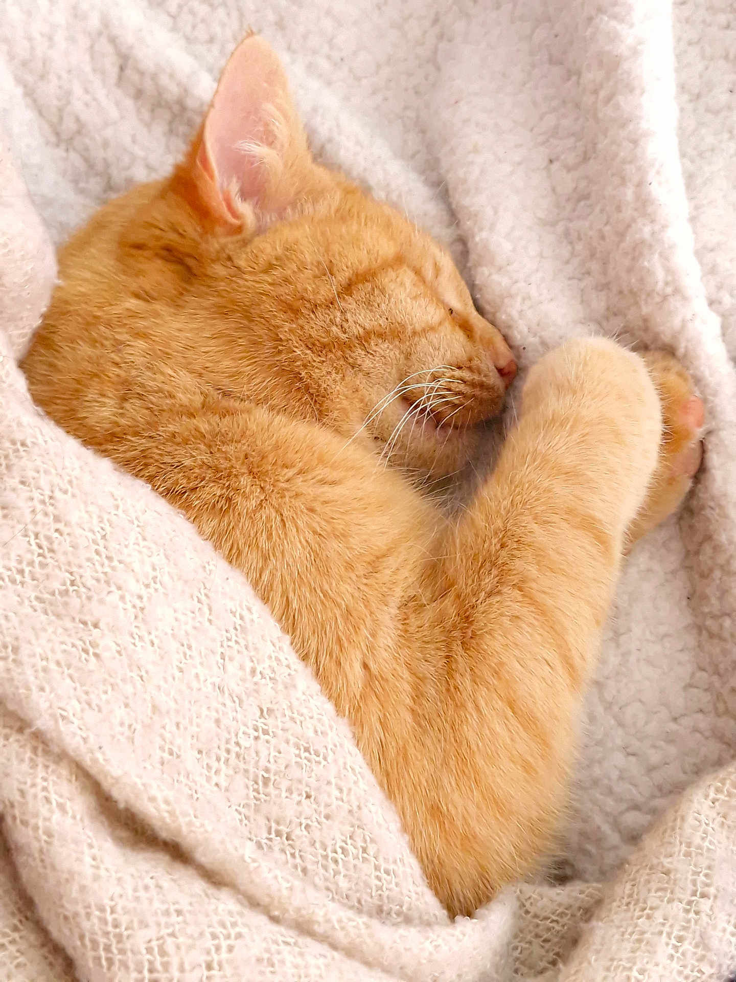 Happy participe au concours pour gagner de l'argent avec cette photo : cat, orange_cat, sleeping, cozy, blanket, fur, pet, cute, feline, resting, whiskers, paw, soft, warm, domestic_animal, indoors, nap, closeup, comfort, relaxation