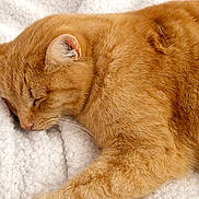 Happy participe au concours pour gagner de l'argent avec cette photo : cat, ginger_cat, sleeping, pet, feline, fur, whiskers, closeup, cozy, blanket, white_blanket, relaxation, nap, soft_texture, indoor, animal, cute, peaceful, resting, mammal