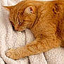 Happy a rejoint le concours — aidez-le/la à gagner de superbes lots ! cat, ginger_cat, sleeping, cozy, blanket, soft_texture, pet, animal, feline, relaxing, cute, paw, fur, whiskers, indoor, close_up, resting, domestic_animal, warm, comfort