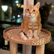 Jones participe au concours pour gagner de l'argent avec cette photo : cat, orange_tabby, kitten, pet, animal, sitting, cat_tree, scratching_post, woven_basket, indoors, window, night, city_lights, portrait, whiskers, ears, green_eyes, fluffy, home, background