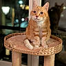 cat, orange_tabby, kitten, pet, animal, sitting, cat_tree, scratching_post, woven_basket, indoors, window, night, city_lights, portrait, whiskers, ears, green_eyes, fluffy, home, background