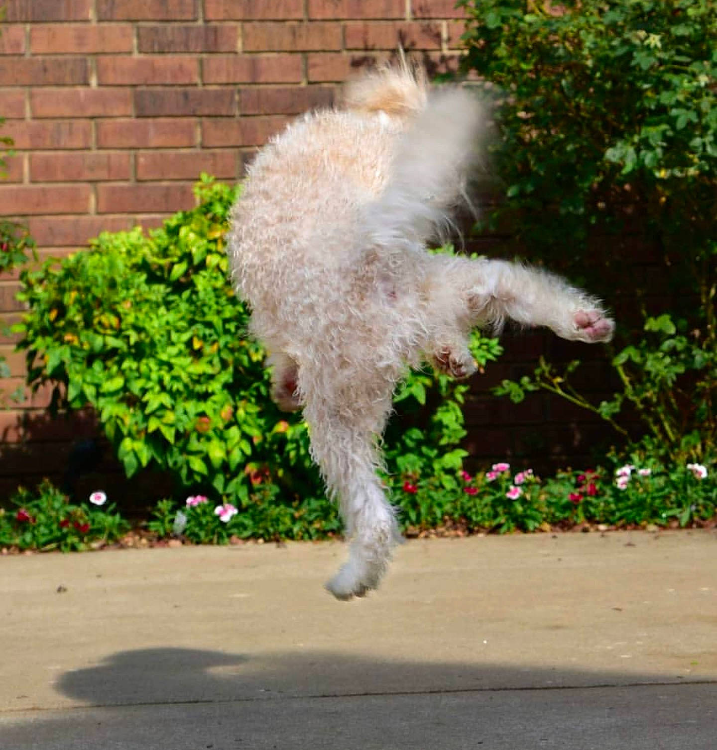 Frisco joined the competition — help win amazing prizes! canidae, carnivore, companion_dog, dog, lagotto_romagnolo, non_sporting_group, poodle, tail