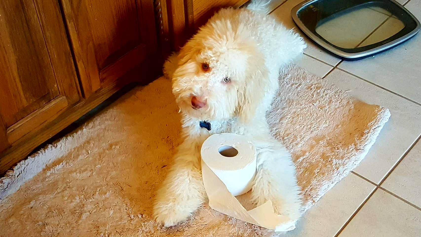 Frisco joined the competition — help win amazing prizes! bolognese, canidae, carnivore, cavachon, cockapoo, companion_dog, dog, dog_breed, goldendoodle, havanese, maltepoo, maltese, mammal, non_sporting_group, poodle_crossbreed, puppy, rare_breed_dog, schnoodle, sporting_group, toy_dog