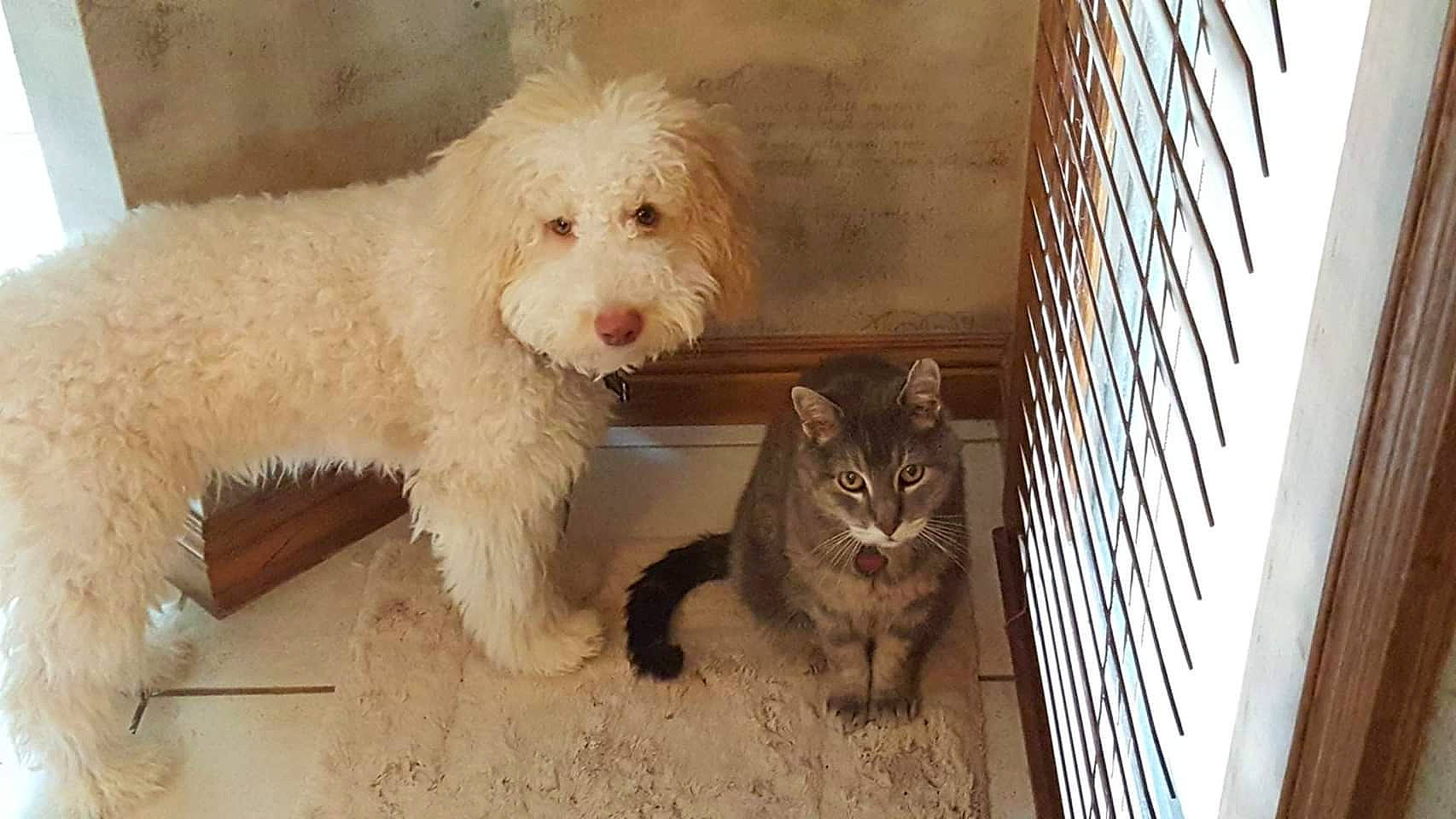 Frisco is registered to the contest to win money with this photo: canidae, carnivore, cat, cockapoo, dog, dog_breed, felidae, goldendoodle, havanese, labradoodle, lagotto_romagnolo, mammal, poodle, poodle_crossbreed, schnoodle, sporting_group, terrier, toy_dog, toy_poodle, vertebrate