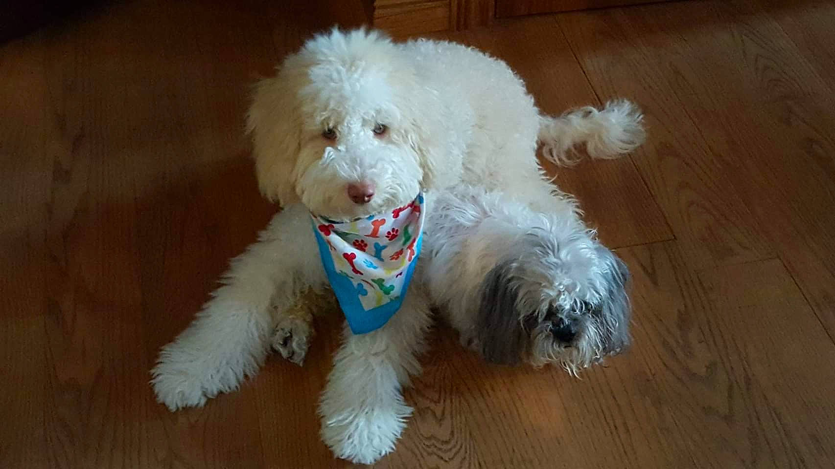 Frisco is registered to the contest to win money with this photo: bichon_frise, bolonka, canidae, carnivore, cockapoo, companion_dog, dog, dog_breed, havanese, lagotto_romagnolo, maltepoo, maltese, mammal, miniature_poodle, poodle, poodle_crossbreed, sporting_group, terrier, toy_poodle, vertebrate