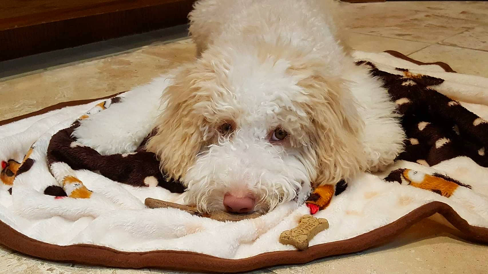 Frisco joined the competition — help win amazing prizes! briquet_griffon_vendeen, canidae, carnivore, cockapoo, companion_dog, dog, dog_breed, goldendoodle, grand_basset_griffon_vendeen, labradoodle, lagotto_romagnolo, mammal, petit_basset_griffon_vendeen, poodle_crossbreed, puppy, rare_breed_dog, spanish_water_dog, spinone_italiano, sporting_group, vertebrate