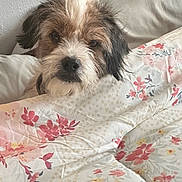 Bandit joined the competition — help win amazing prizes! dog, small_dog, scruffy_dog, long_hair, black_and_white, brown_fur, pet, animal, portrait, indoors, bed, bedding, floral_pattern, blanket, pillow, cushion, bedroom, resting, looking_at_camera, cozy
