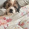 dog, small_dog, scruffy_dog, long_hair, black_and_white, brown_fur, pet, animal, portrait, indoors, bed, bedding, floral_pattern, blanket, pillow, cushion, bedroom, resting, looking_at_camera, cozy