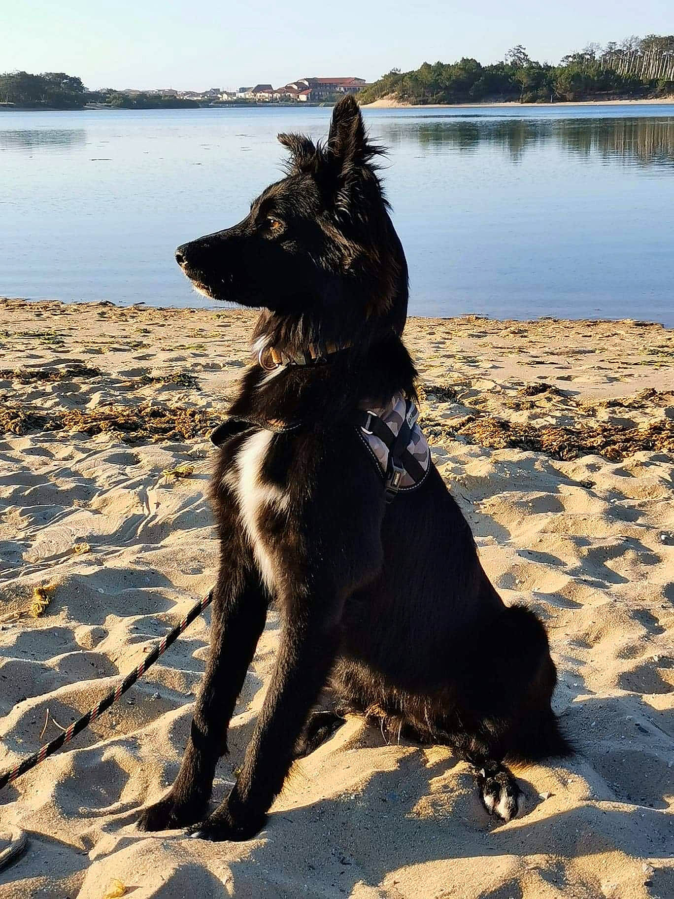 Looky participe au concours pour gagner de l'argent avec cette photo : beach, black_norwegian_elkhound, canidae, carnivore, dog, dog_breed, dog_collar, fawn, guard_dog, lake, ocean, sand, sky, sporting_group, tail, tree, water, wood, working_animal, working_dog