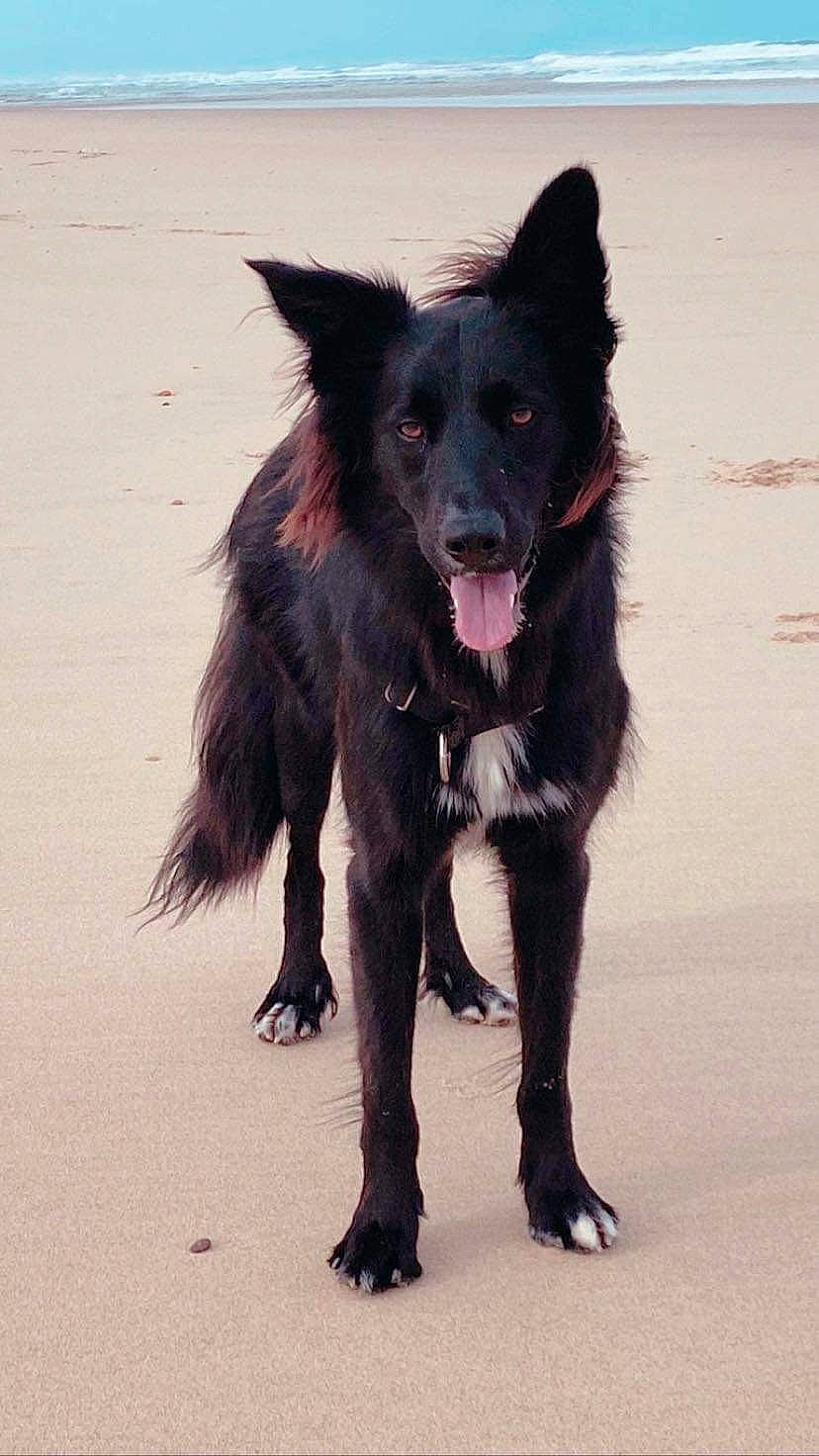 Looky participe au concours pour gagner de l'argent avec cette photo : borador, canidae, carnivore, companion_dog, dog, dog_breed, dog_supply, fur, guard_dog, sporting_group, working_animal, working_dog