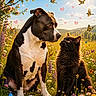 animal, bird, black_cat, brown_dog, butterfly, cat, colorful, dog, field, flower, friendship, grass, heart_doodles, nature, outdoor, pets, sky, summer, sunlight, wildflower_meadow