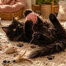 animal, black_cat, carpet, cat, cozy, cute, domestic_cat, feather_wand, feline, fur, home, indoor, mammal, paw_prints, pet, playful, relaxed, toy_mouse, yarn_ball, yellow_eyes