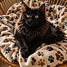 Athos participe au concours pour gagner de l'argent avec cette photo : animal, black_cat, cat, cozy, cute, domestic_cat, ears, feline, fluffy_fur, fur, golden_eyes, indoor, paw_print_blanket, pet, portrait, relaxed, resting, soft_texture, whiskers, wicker_chair