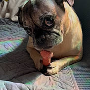 Willi is registered to the contest to win money with this photo: dog, pug, pet, toy, blanket, paw, indoor, quilted, cute, animal, closeup, bed, cozy, light, reflection, fur, snout, ears, resting, companion