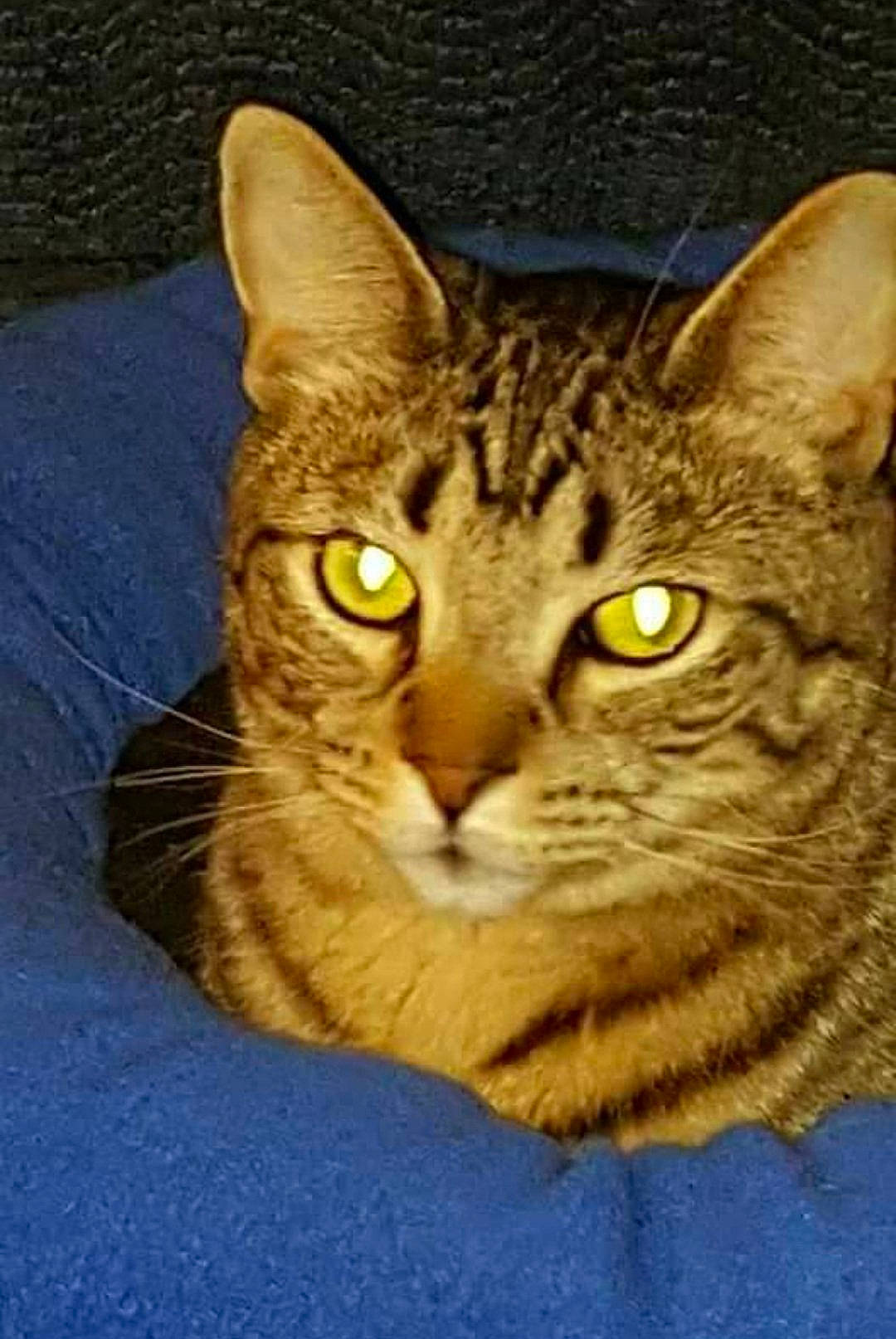 Geoffrey is registered to the contest to win money with this photo: art, carnivore, cat, domestic_short_haired_cat, felidae, fur, head, illustration, small_to_medium_sized_cats, snout, terrestrial_animal, whiskers, wildlife