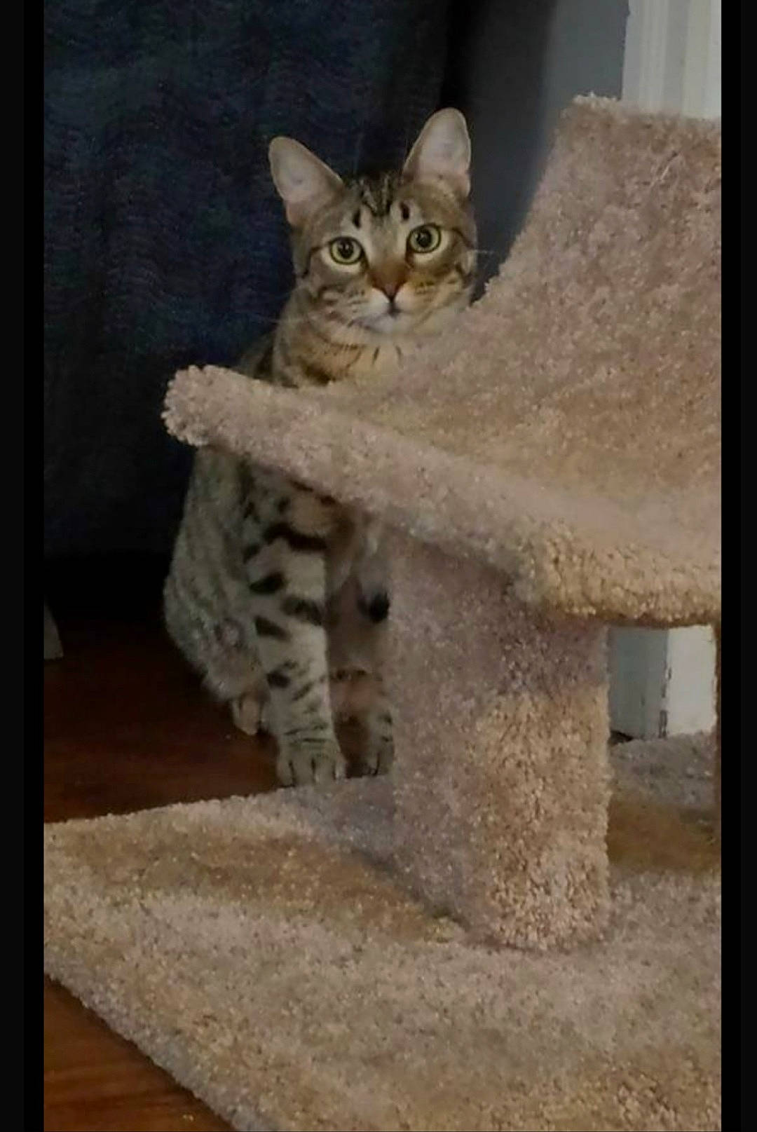 Geoffrey joined the competition — help win amazing prizes! art, carnivore, cat, cat_supply, domestic_short_haired_cat, door, fawn, felidae, flooring, fur, paw, pet_supply, rectangle, sitting, small_to_medium_sized_cats, snout, tail, whiskers, window, wood