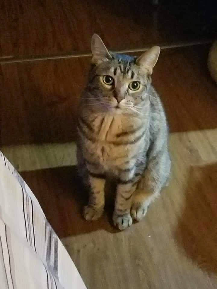 Geoffrey joined the competition — help win amazing prizes! carnivore, cat, domestic_short_haired_cat, felidae, floor, flooring, fur, glasses, hardwood, laminate_flooring, paw, small_to_medium_sized_cats, snout, tail, varnish, whiskers, window, wood, wood_flooring, wood_stain