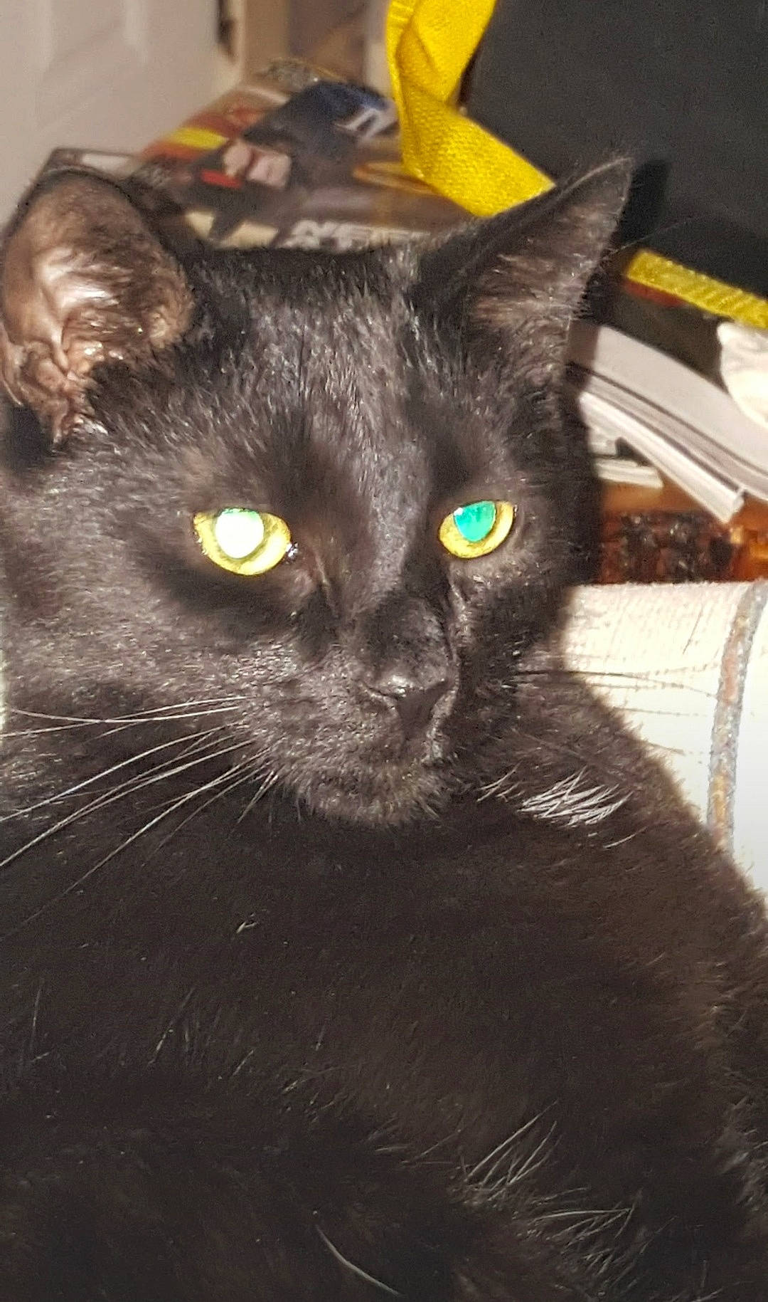 George is registered to the contest to win money with this photo: black_cat, bombay, carnivore, cat, domestic_short_haired_cat, felidae, fur, havana_brown, iris, small_to_medium_sized_cats, snout, terrestrial_animal, whiskers