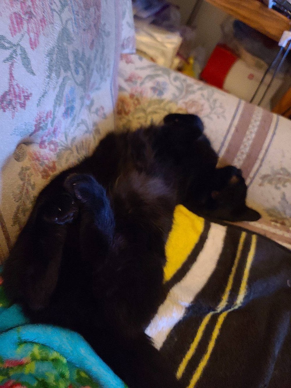 George is registered to the contest to win money with this photo: bed, black_cat, bombay, carnivore, cat, comfort, companion_dog, dog_breed, domestic_short_haired_cat, fawn, felidae, fur, linens, room, small_to_medium_sized_cats, snout, tail, tints_and_shades, whiskers, working_animal