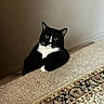 cat, tuxedo_cat, carpet, stair, indoor, pet, animal, curious, green_eyes, black_and_white, feline, whiskers, ears, floor, home, wall, looking, resting, cute, house