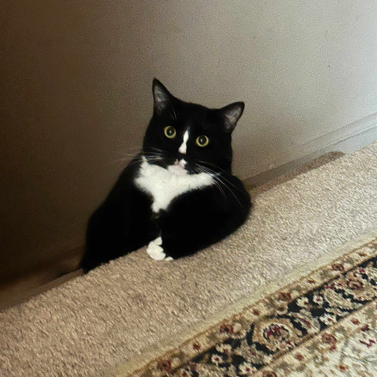 Pandan is registered to the contest to win money with this photo: cat, tuxedo_cat, carpet, stair, indoor, pet, animal, curious, green_eyes, black_and_white, feline, whiskers, ears, floor, home, wall, looking, resting, cute, house