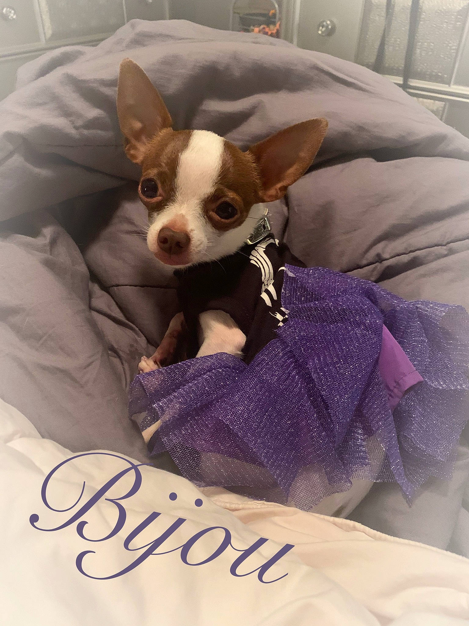 Bijou joined the competition — help win amazing prizes! boston_terrier, canidae, carnivore, chihuahua, companion_dog, dog, dog_breed, dog_clothes, ear, fawn, mammal, photo_caption, puppy, rat_terrier, snout, teddy_roosevelt_terrier, toy_dog, toy_fox_terrier