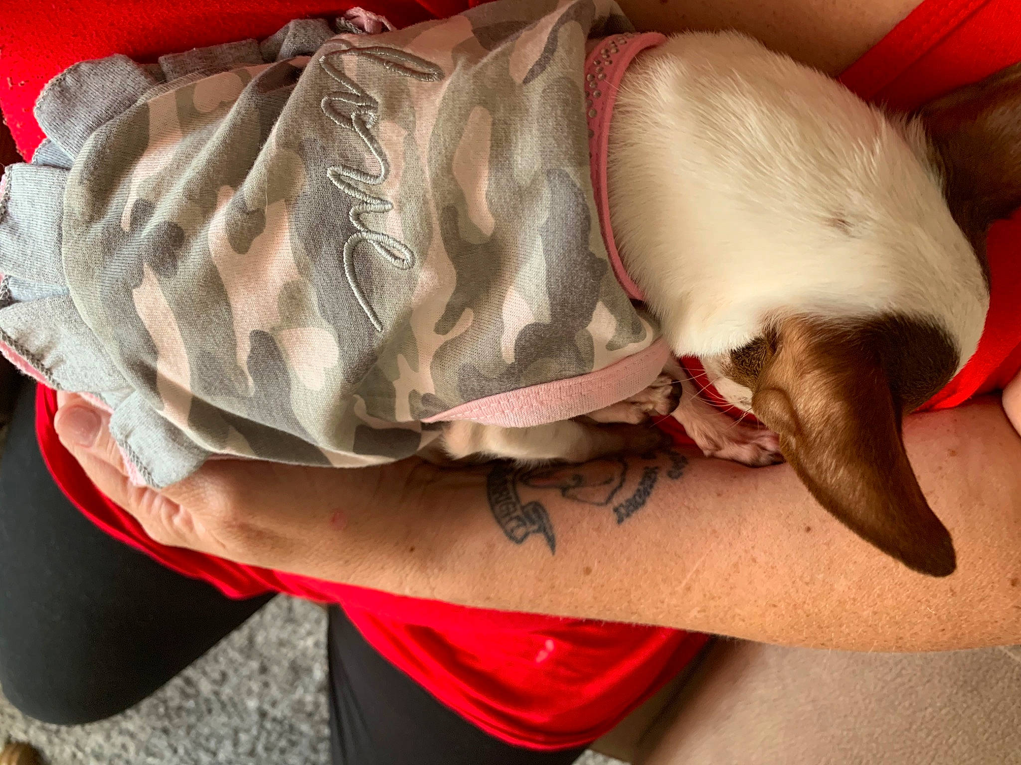 Bijou is registered to the contest to win money with this photo: cat, flesh, leg, shoe