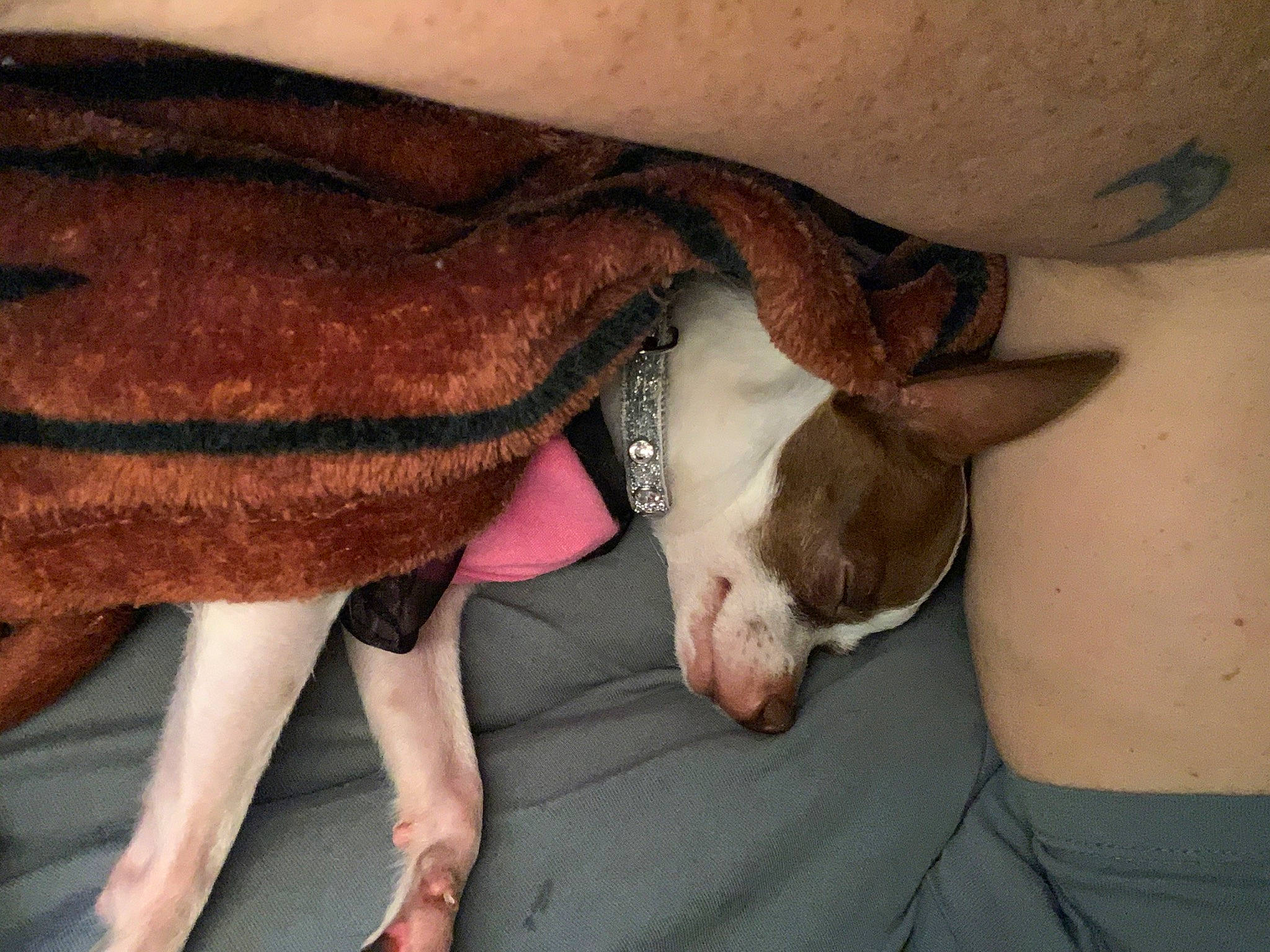 Bijou joined the competition — help win amazing prizes! boston_terrier, canidae, carnivore, dog, dog_breed, fawn, non_sporting_group, snout