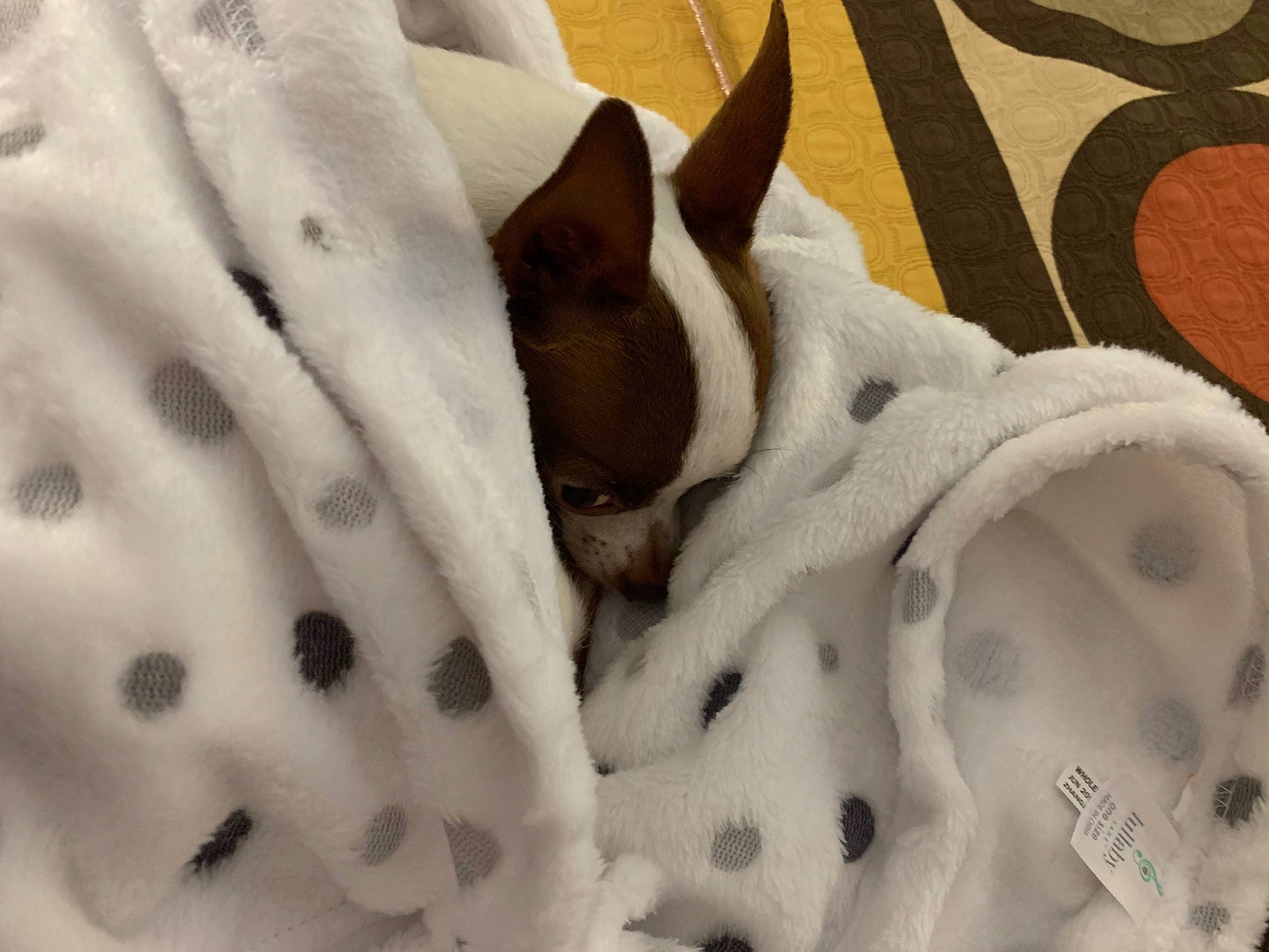 Bijou joined the competition — help win amazing prizes! canidae, carnivore, dog, dog_breed, ear, fawn, linens, mammal, non_sporting_group, puppy, rat_terrier, snout, toy_fox_terrier