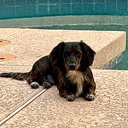 Otis Earl joined the competition — help win amazing prizes! animal, background, brown_coat, calm, companion, concrete, dog, domestic_animal, lying_down, outdoor, pet, poolside, quiet, relaxed, summer, sunlight, texture, water, white_chest, white_paws