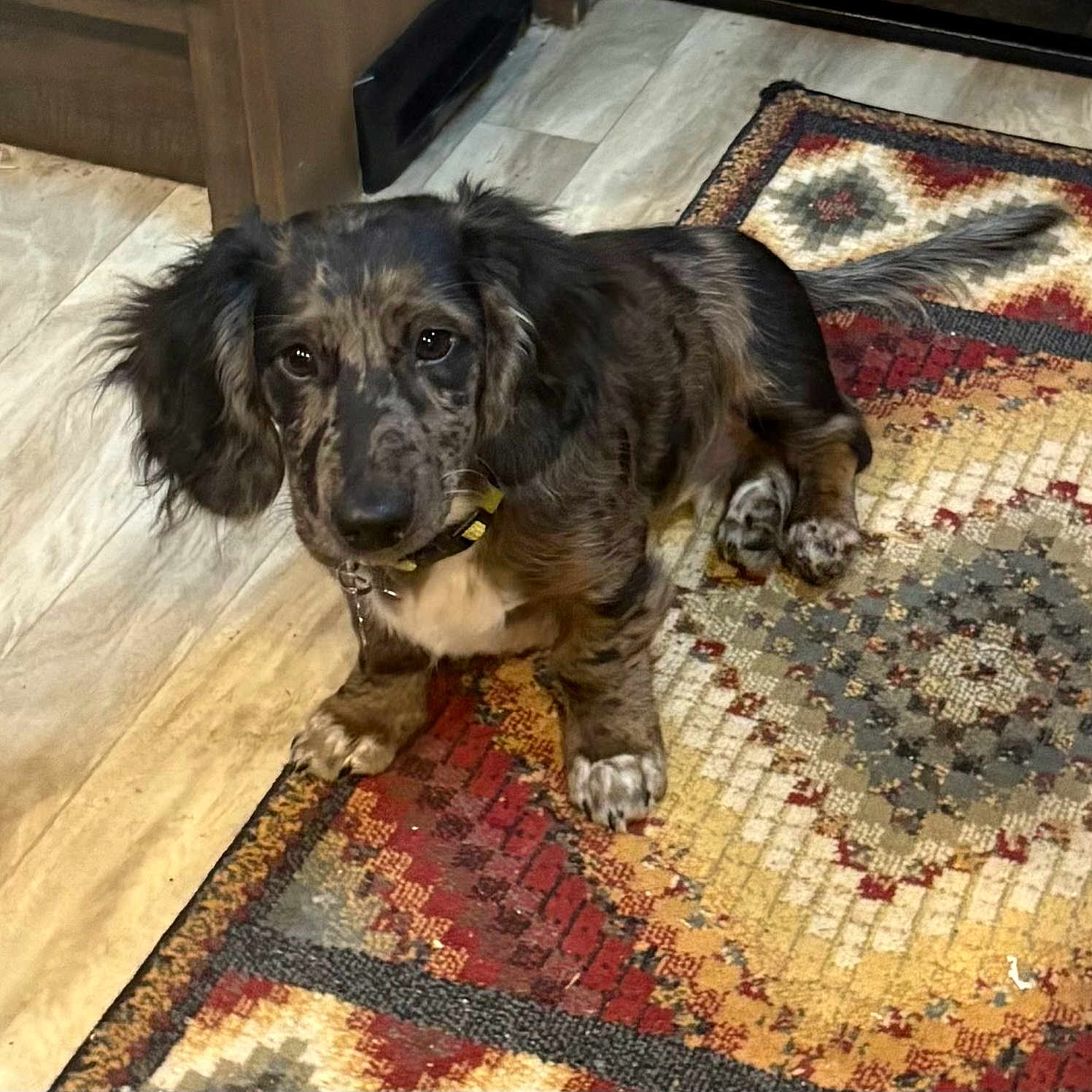 Otis Earl Blue is registered to the contest to win money with this photo: animal, brown_dog, canine, collar, cute, dog, domestic, floor, fur, home, indoor, laying_down, long_ears, looking_up, patterned_rug, paw, pet, relaxed, rug, speckled_fur