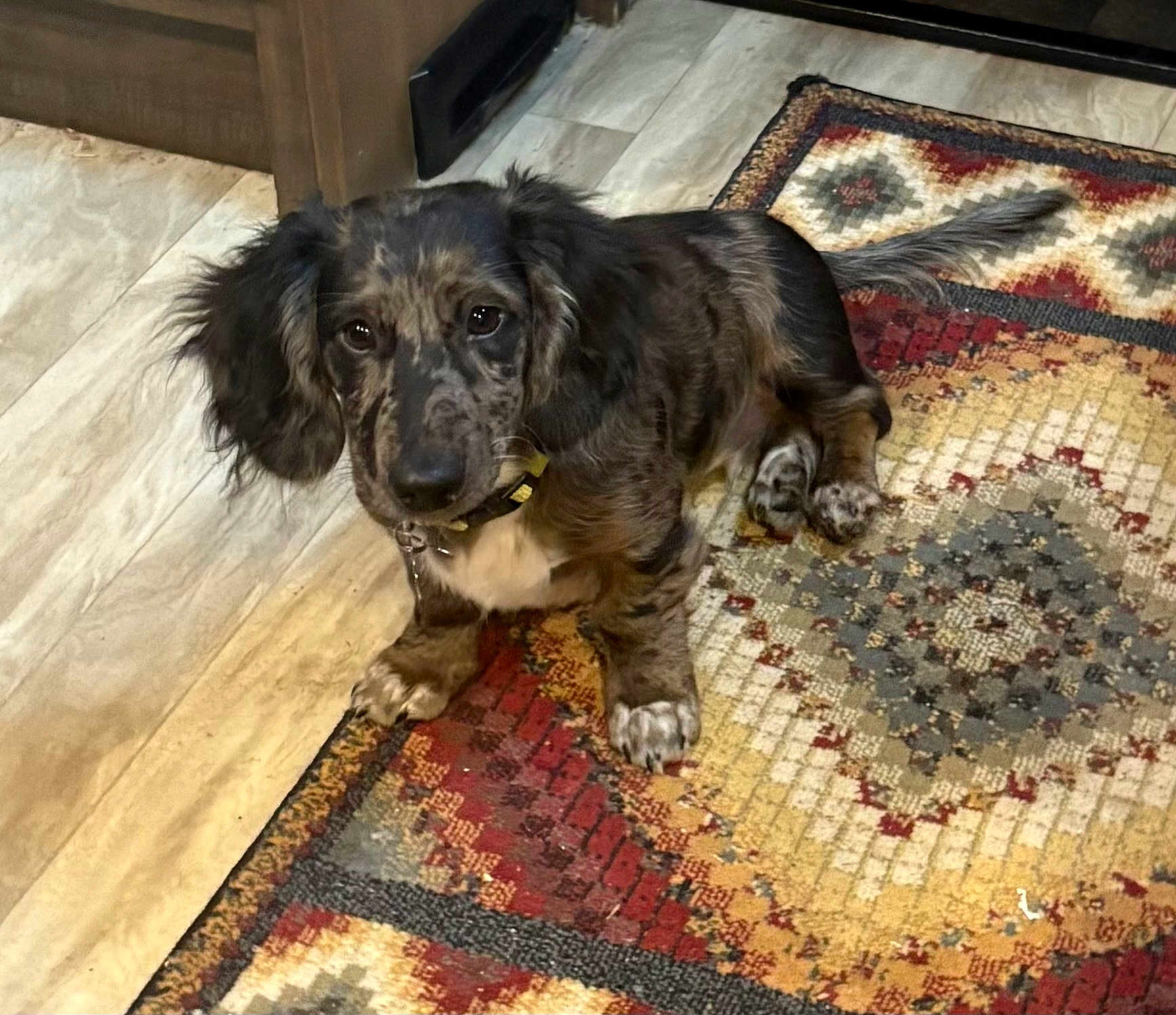 Otis Earl Blue is registered to the contest to win money with this photo: dog, indoor, rug, floor, patterned_rug, brown_dog, speckled_fur, pet, canine, long_ears, collar, looking_up, relaxed, cute, animal, domestic, paw, fur, laying_down, home