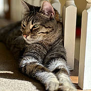 Chandler Bing is registered to the contest to win money with this photo: animal, baluster, carpet, cat, close_up, cozy, ears, feline, fur, house, indoor, paws, pet, relaxed, resting, shadow, sunlight, tabby, whiskers, wood